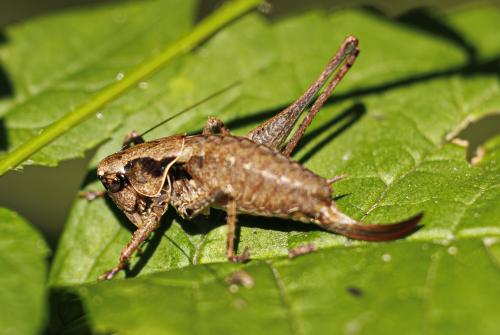 Réf. 347 945 : Pholidoptera griseoaptera
